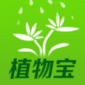 植物宝